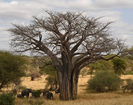 akacietræ savannen africa tours
