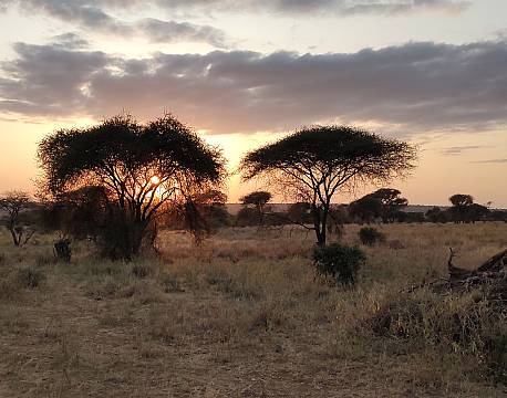 solnedgang på savannen tanzania africa tours