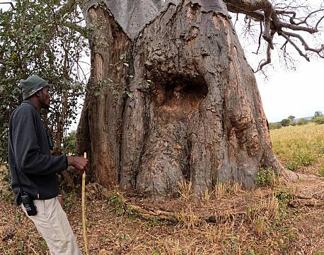 gammelt træ africa tours