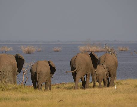 elefantflok på en slette africa tours