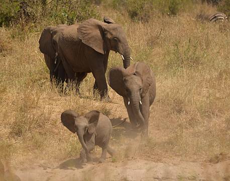 elefantunger africa tours