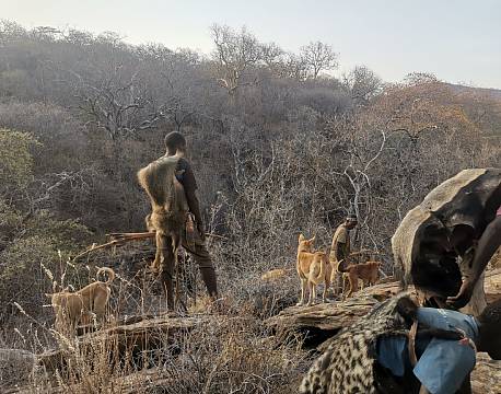 vandretur med hunde safari africa tours