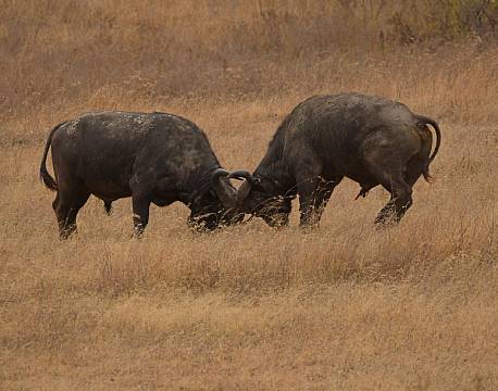 gnuer kæmper på savannen africa tours