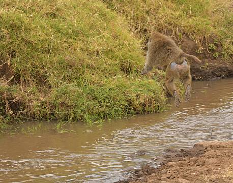 abe hopper over flod africa tours