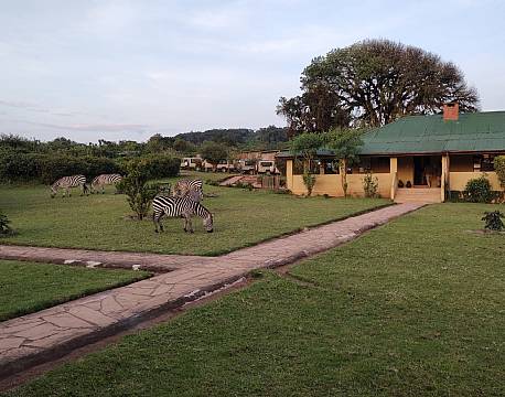 safaridyr tæt på hotel africa tours