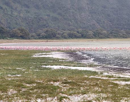 tanzania stor flamingoflok africa tours