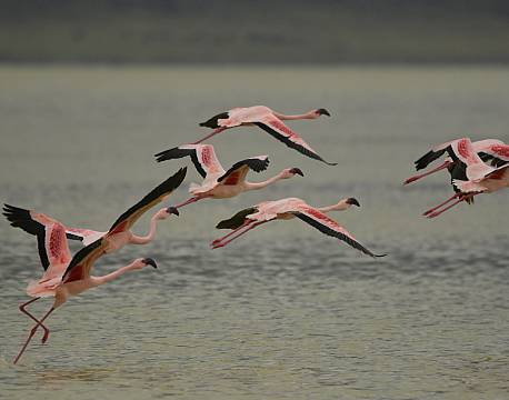 flyvende flamingoer tanzania africa tours
