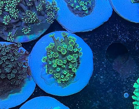 Kenya Tropical Sealife indiske ocean africa tours