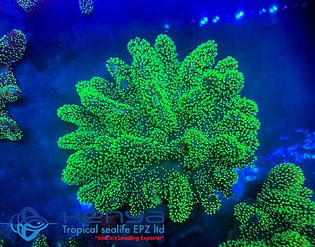 Kenya Tropical Sealife indiske ocean africa tours