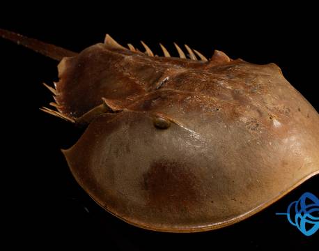 Kenya Tropical Sealife indiske ocean africa tours