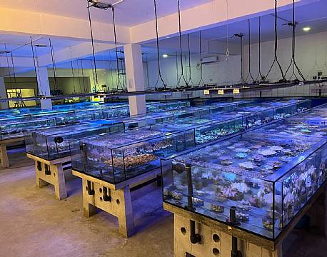 Kenya Tropical Sealife indiske ocean africa tours