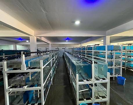 Kenya Tropical Sealife indiske ocean africa tours