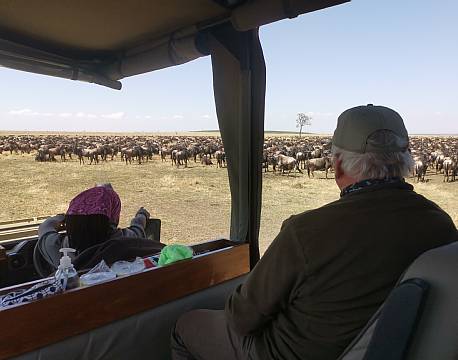 dyreflok safari tanzania africa tours