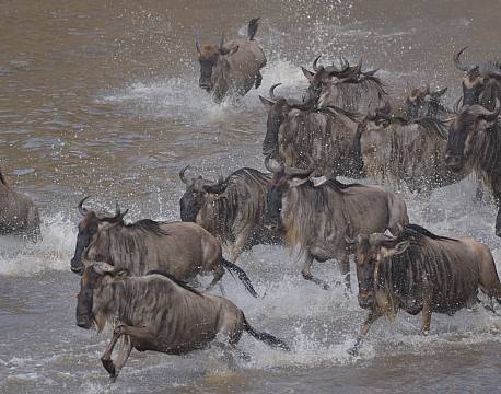 gnuer i vand tanzania africa tours