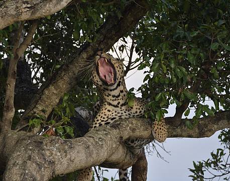 leopard i træ savanne africa tours