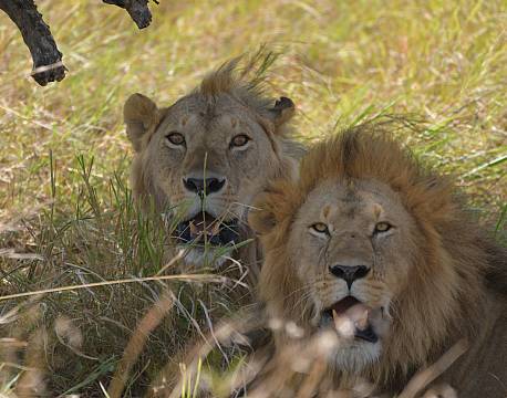 liggende løvepar safari africa tours