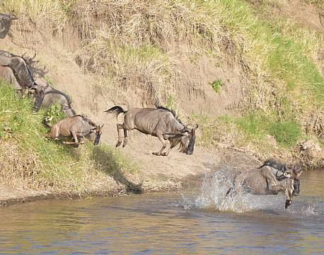 hoppende gnuer africa tours