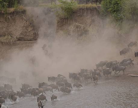 safari gnuflok africa tours