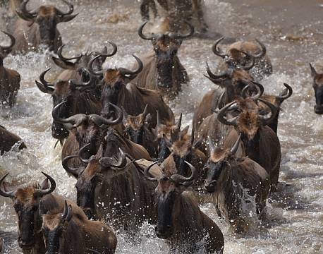 tanzania safari africa tours