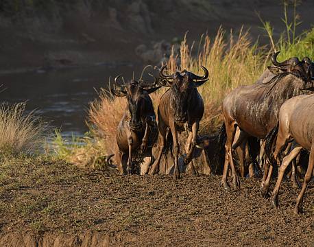 gnuer tanzania africa tours