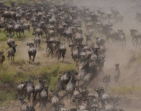 stor gnuflok africa tours