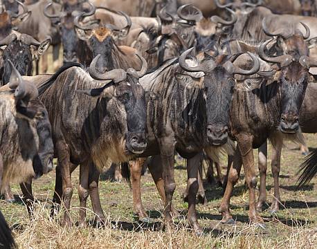 gnuer savannesafari africa tours