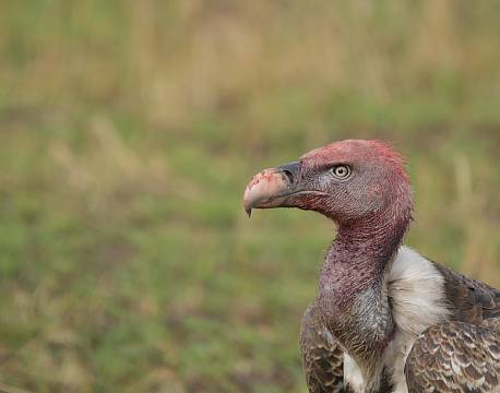 grib safari africa tours