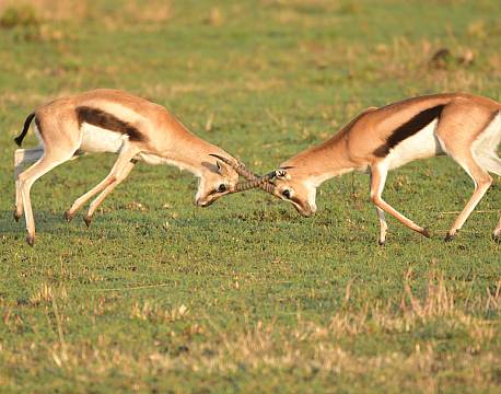 dyrekamp safari tanzania africa tours