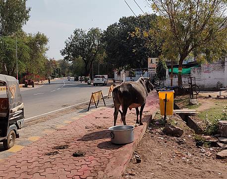 hellig ko går frit på gade africa tours