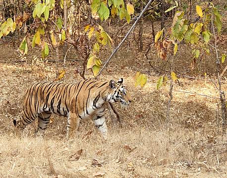 vild tiger africa tours