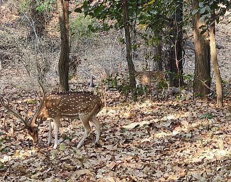 safari indien africa tours