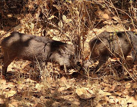 vildsvin safari africa tours