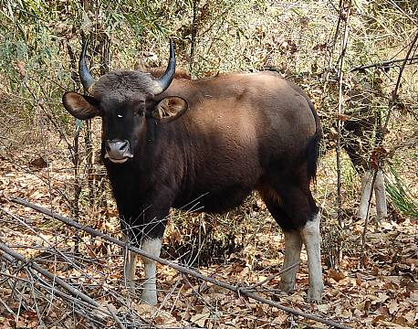 skovsafari indien africa tours