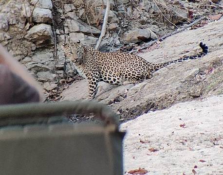 vild leopard africa tours