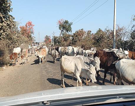 hellige køer på gade africa tours