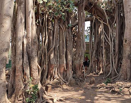 sammengroede træer africa tours