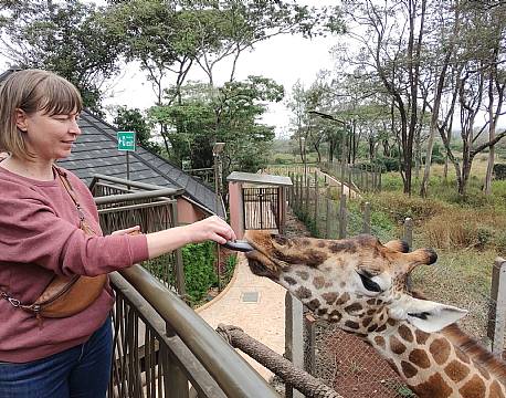 fodring af giraffer africa tours