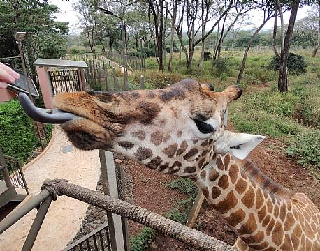giraffodring tæt på africa tours