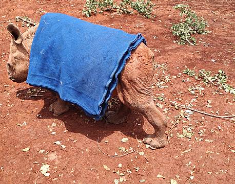 næsehorn rødt sand africa tours