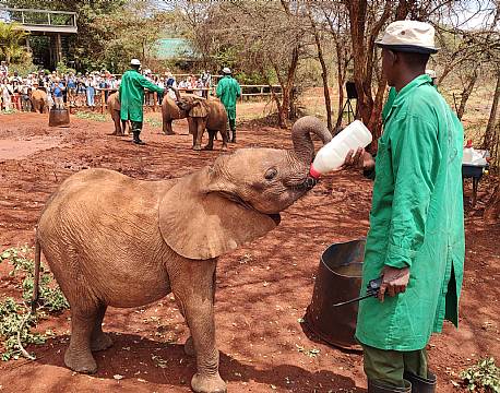 babyelefant fodring africa tours