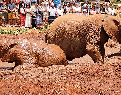 elefantpar bader africa tours