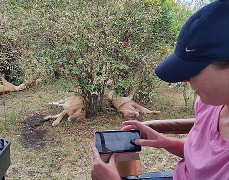 sovende løver safari africa tours