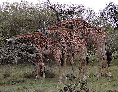 giraffamilie gnubber sig africa tours