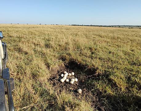 safari på savannen africa tours