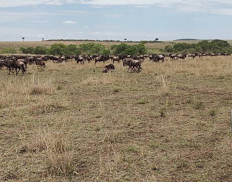 savannesafari africa tours