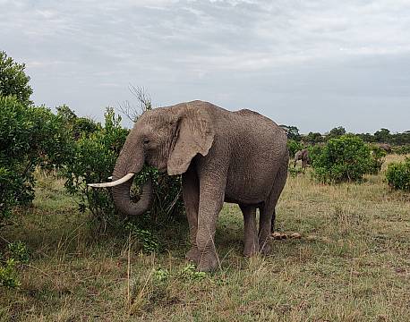 elefant på savanne africa tours