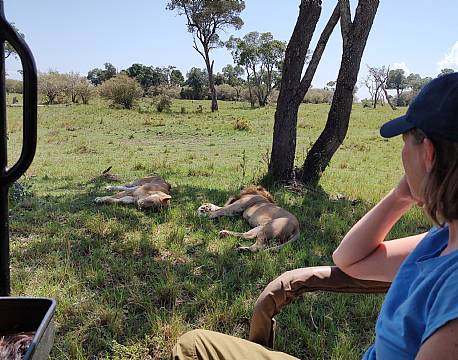 åben safaribil africa tours