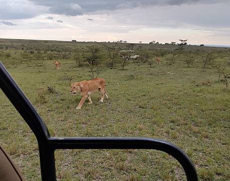 safaridyr africa tours