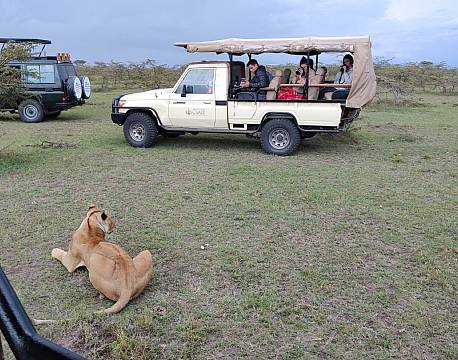 løver på savanne safari africa tours