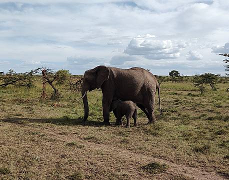 savanne elefantsafari africa tours